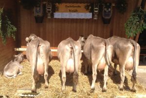 ZF Veri Veili Della Torre Josef Sachseln 77A 1